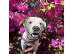 Adopt Andy Bernard a Pit Bull Terrier, Mixed Breed