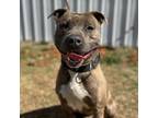 Adopt Truffle a Pit Bull Terrier, Mixed Breed