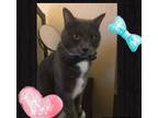 Adopt Phillip - bonded with Monte (Courtesy Post) a Domestic Short Hair