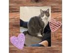 Adopt Monte - bonded with Phillip (Courtesy Post) a Domestic Short Hair