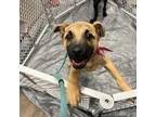 Adopt Sonny FOSTER NEEDED a Pit Bull Terrier, Shepherd