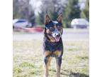 Adopt Diego a Australian Cattle Dog / Blue Heeler