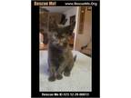 Adopt Sammy a Domestic Short Hair