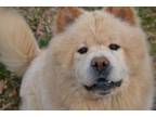 Adopt CHEWY a Chow Chow