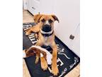 Adopt Levi a Shepherd, Mixed Breed