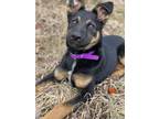 Adopt Archie a Shepherd, Mixed Breed