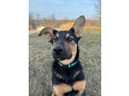 Adopt Auggie a Shepherd, Mixed Breed