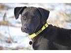 Adopt Gunner a Black Labrador Retriever