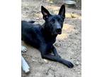 Adopt Arkham a Belgian Shepherd / Sheepdog, Australian Kelpie