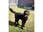 Adopt Sam a Standard Poodle