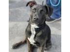 Adopt Tom - Heckle a Mixed Breed
