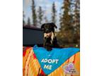 Adopt Route - Mail Litter a Mixed Breed