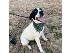 Adopt Oreo a Border Collie, Mixed Breed