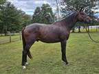 Adopt Indy a Thoroughbred