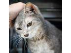 Adopt Tod a Domestic Short Hair