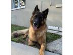 Adopt Rocket a German Shepherd Dog