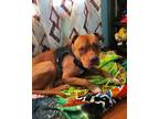 Adopt Hooch a Dogue de Bordeaux, American Staffordshire Terrier