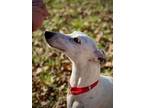 Adopt Lucero a Greyhound