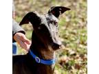 Adopt Guiness a Greyhound