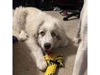 Adopt Atlas a Great Pyrenees