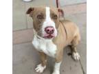 Adopt Brian* a Pit Bull Terrier, Mixed Breed