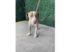 Adopt 55381601 a Pit Bull Terrier, Mixed Breed
