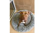 Adopt Snickerdoodle:call [phone removed] To Meet! a Pit Bull Terrier