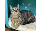 Adopt S.J. a Domestic Short Hair