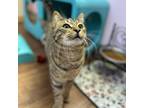 Adopt Scoober a Domestic Short Hair