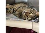 Adopt Sonic a Domestic Short Hair