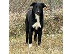 Adopt Ike a Border Collie