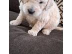 Goldendoodle Puppy for sale in Fontana, CA, USA