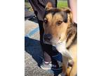 Adopt FINN a German Shepherd Dog