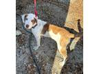 Adopt Bentley a Treeing Walker Coonhound