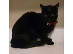 Adopt Onyx a Domestic Short Hair