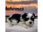 Havanese Puppy for sale in Mocksville, NC, USA