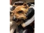 Adopt Wallace a Dachshund, Yorkshire Terrier