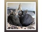 Adopt Shadow and Tigger MUST GO TOGETHER! a Russian Blue