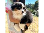 Mutt Puppy for sale in Salinas, CA, USA