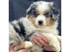 Miniature Australian Shepherd Puppy for sale in Salinas, CA, USA