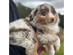 Miniature Australian Shepherd Puppy for sale in Salinas, CA, USA