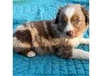 Miniature Australian Shepherd Puppy for sale in Morrilton, AR, USA