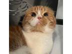 Adopt Rony a Scottish Fold