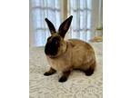 Adopt Blitzen a Bunny Rabbit