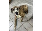 Adopt Tobi a Mastiff, Boxer