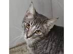 Adopt Ralphie a Domestic Short Hair