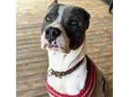 Adopt Stevie a American Staffordshire Terrier