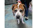 Adopt Buster a Saint Bernard