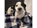 Adopt Marshall a Dalmatian, Mixed Breed