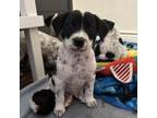 Adopt Spot a Dalmatian, Mixed Breed